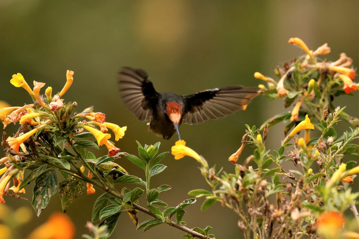 Colibri du Tolima - ML615200721