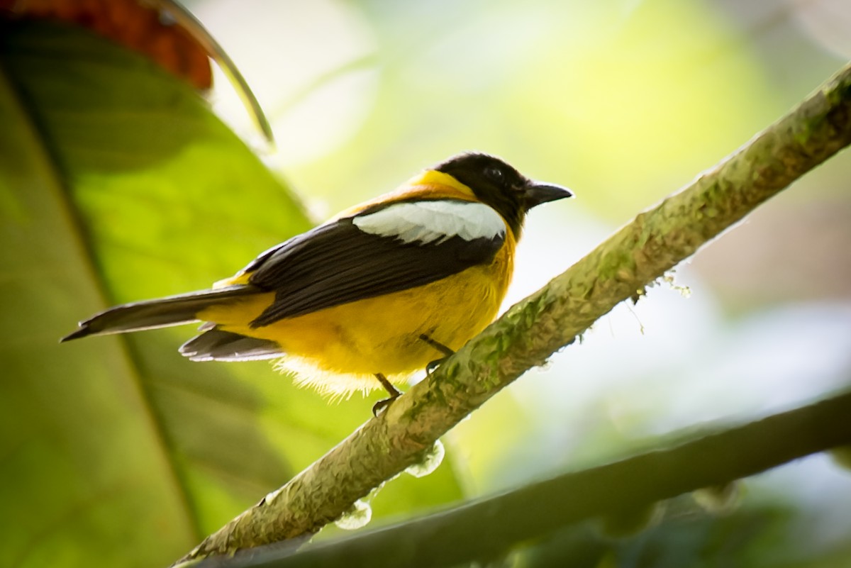 White-winged Shrike-Tanager - ML615200742