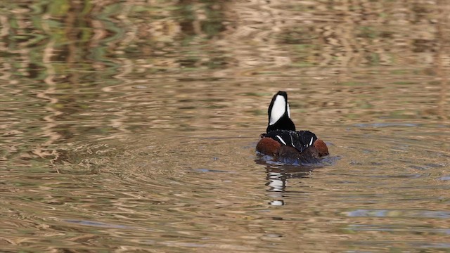 Hooded Merganser - ML615200807