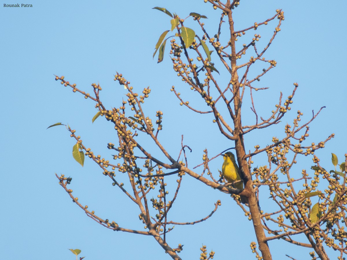 Yellow-browed Bulbul - ML615200877