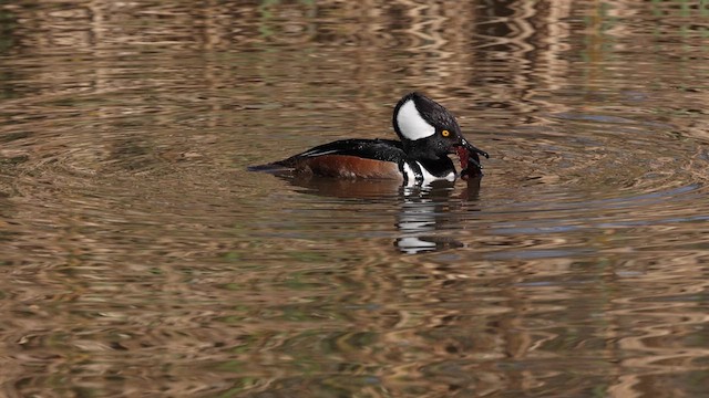 Hooded Merganser - ML615200893