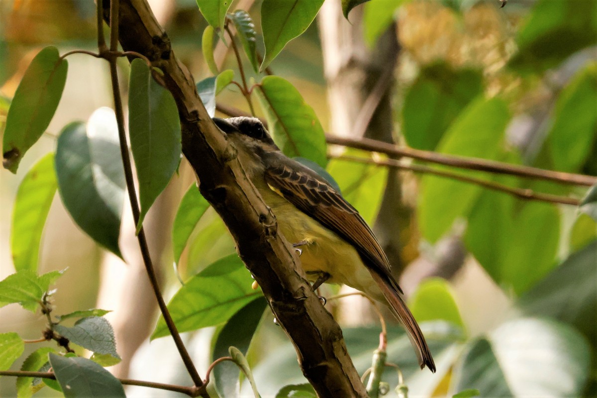 Golden-bellied Flycatcher - ML615200910