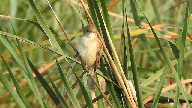 Clamorous Reed Warbler - ML615200925