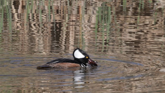 Hooded Merganser - ML615201026