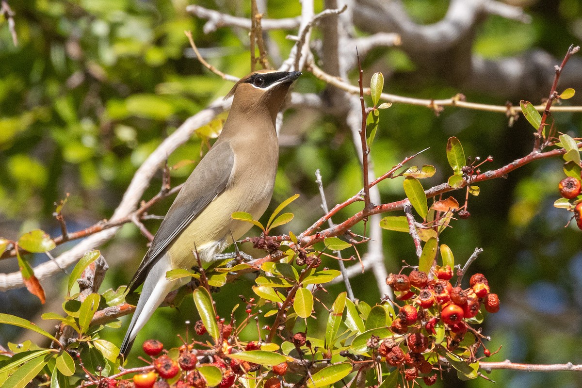 Cedar Waxwing - ML615201038