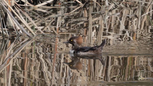 Hooded Merganser - ML615201124