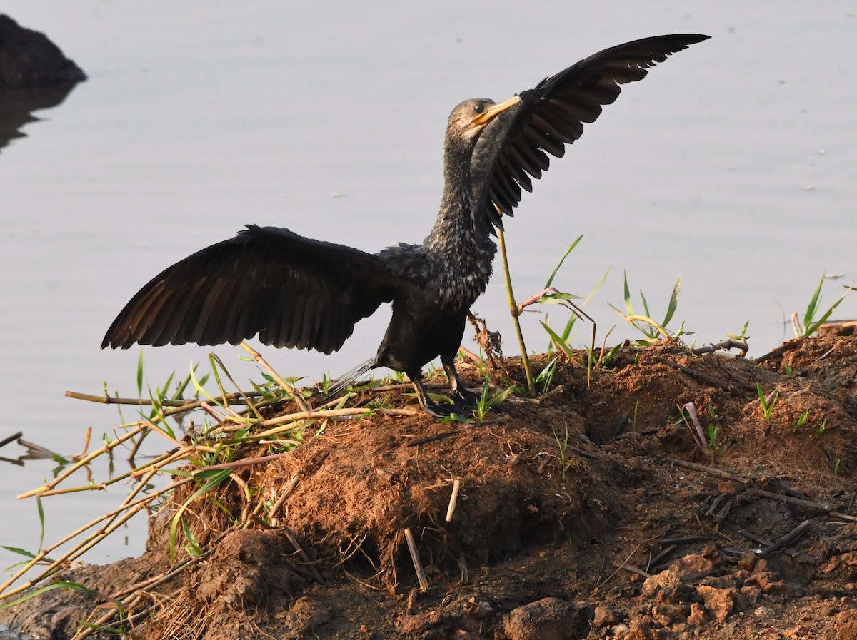 Indian Cormorant - ML615201173