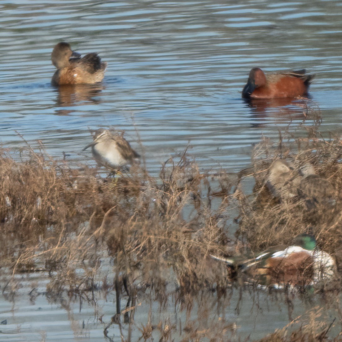 Long-billed Dowitcher - ML615201189
