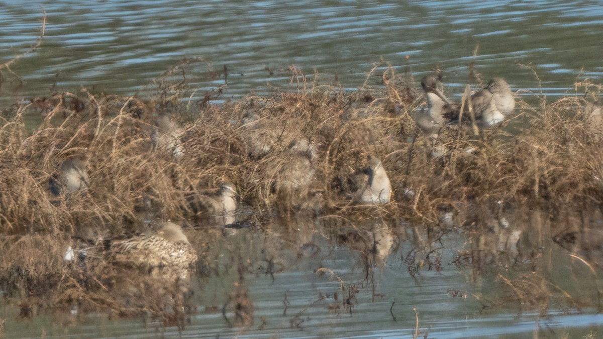 Long-billed Dowitcher - ML615201190