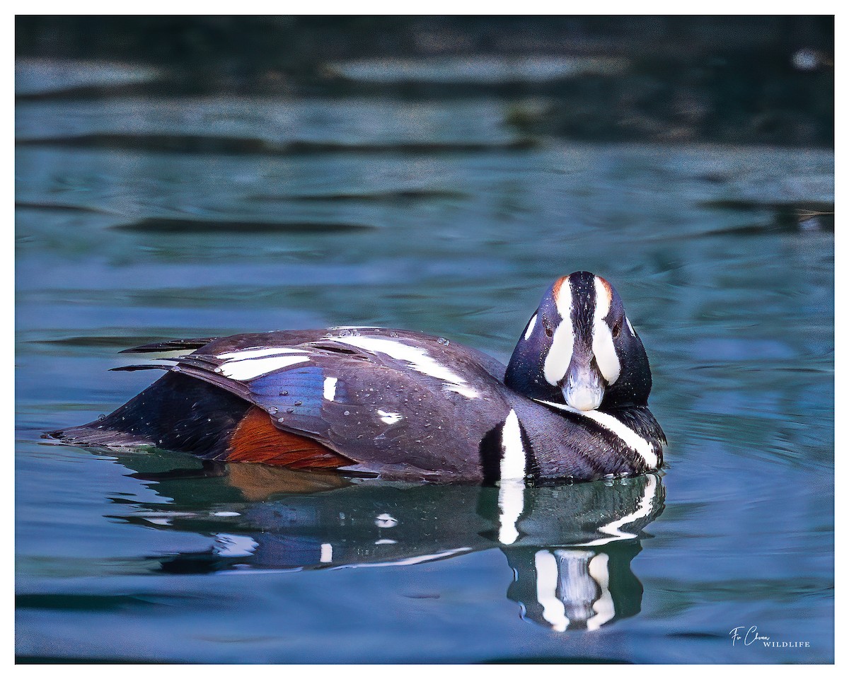 Harlequin Duck - ML615201278