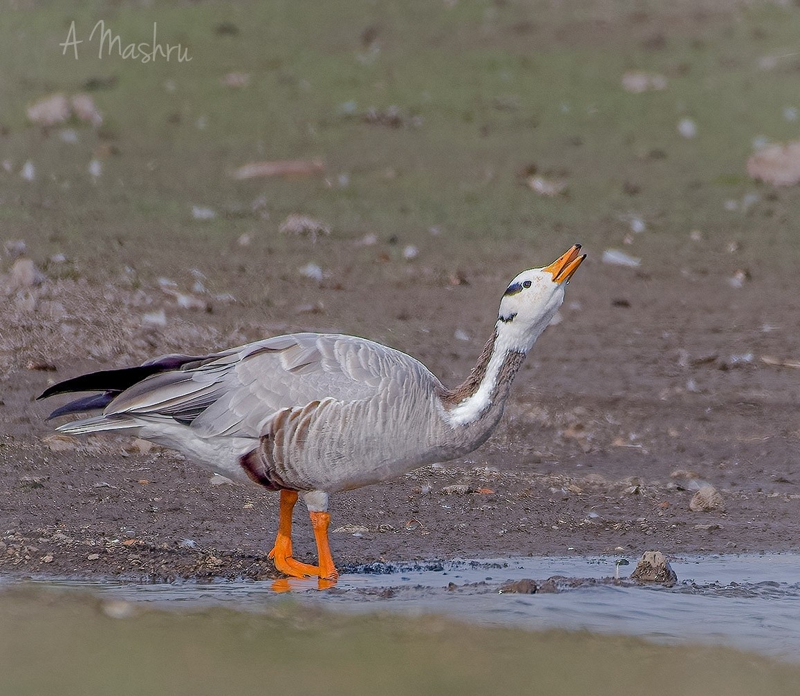 Bar-headed Goose - ML615201315