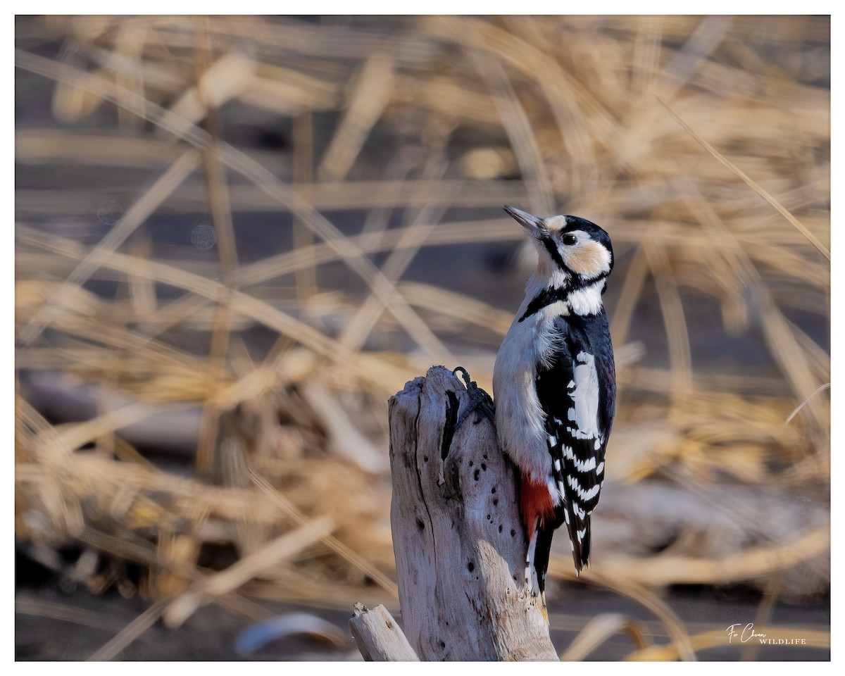 White-backed Woodpecker (White-backed) - chuan fu