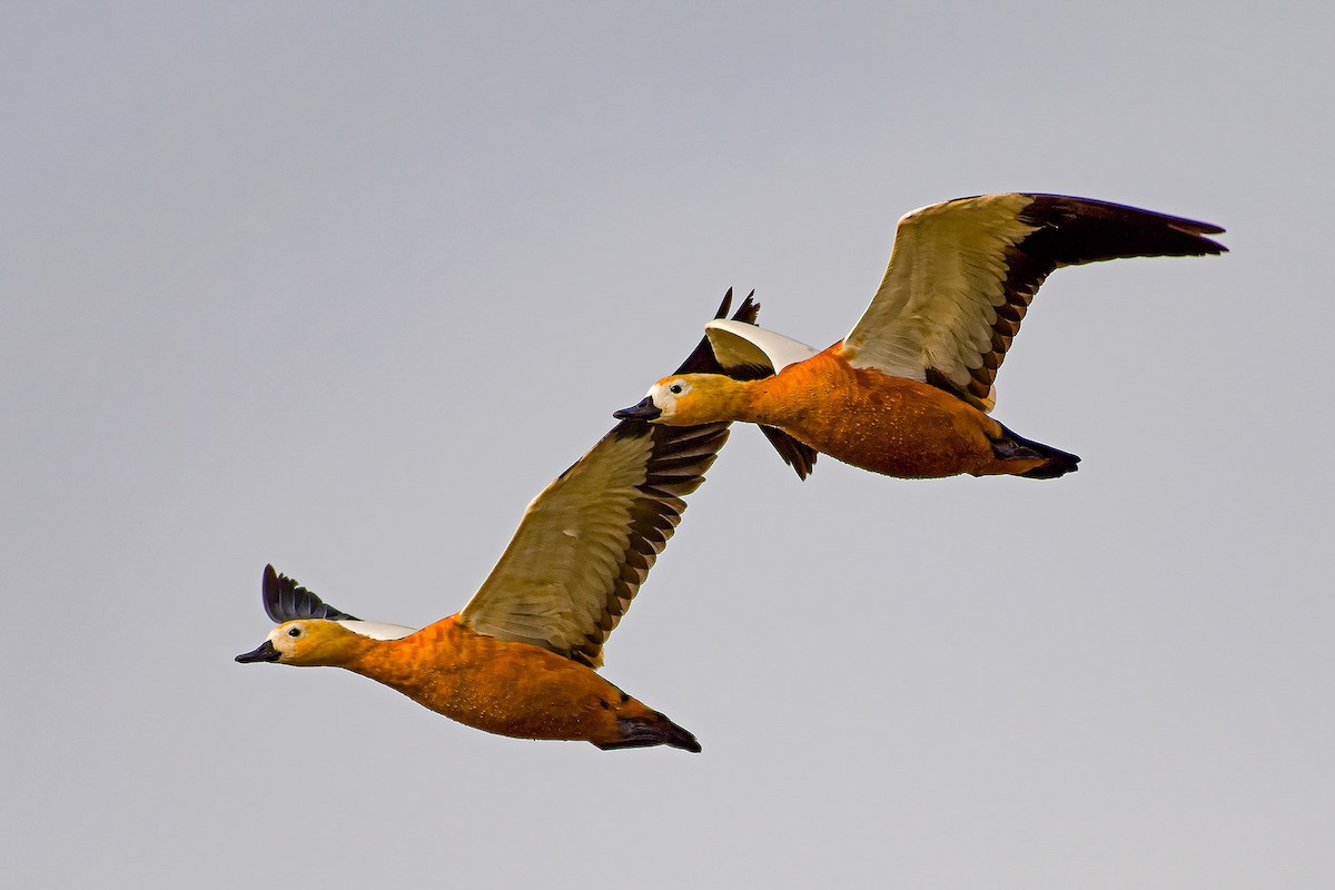 Ruddy Shelduck - ML615201326