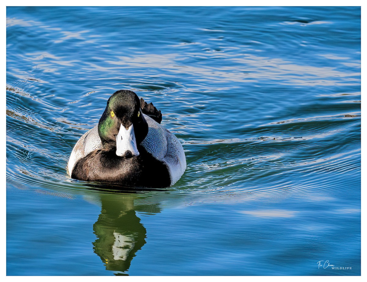 Greater Scaup - ML615201352