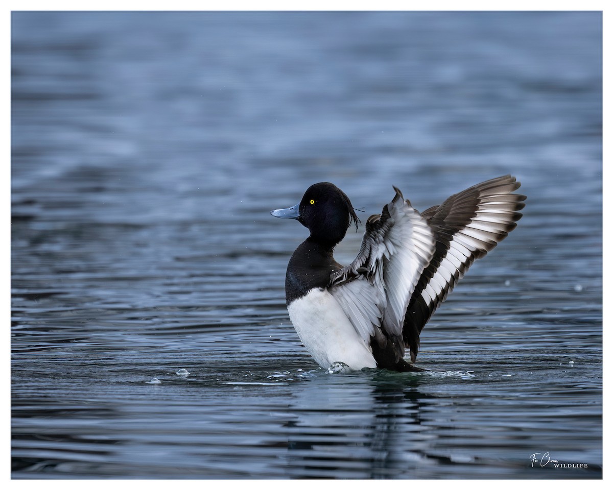 Tufted Duck - ML615201358