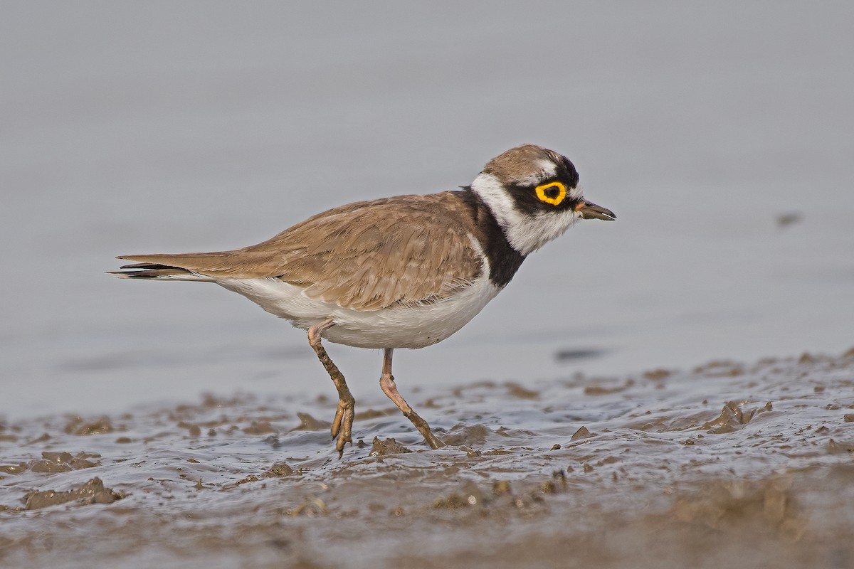 Little Ringed Plover - ML615201368