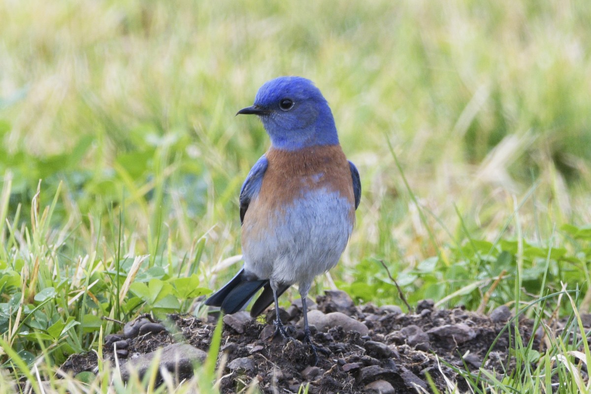 Western Bluebird - ML615201381