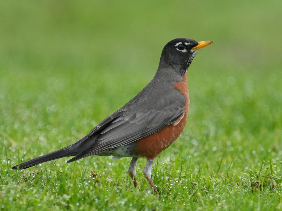 American Robin - ML615201520