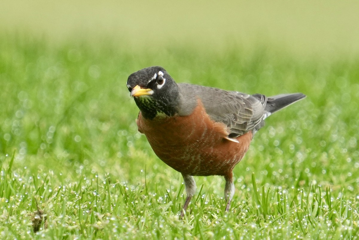 American Robin - ML615201522