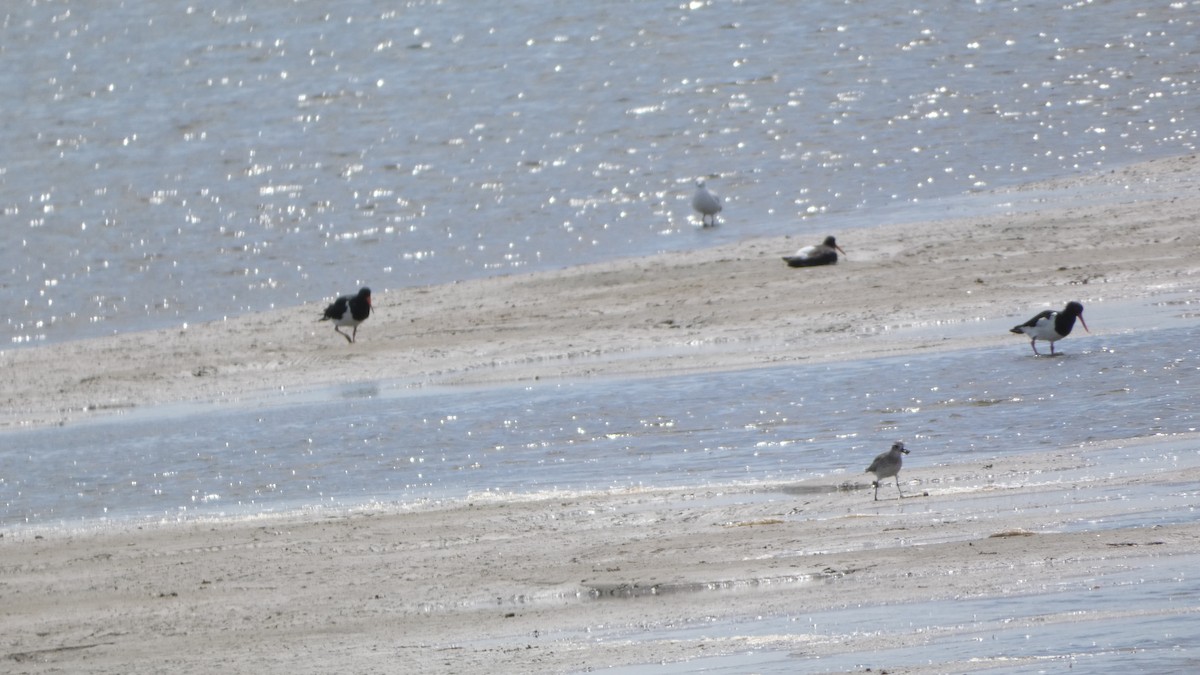 Black-bellied Plover - ML615201524