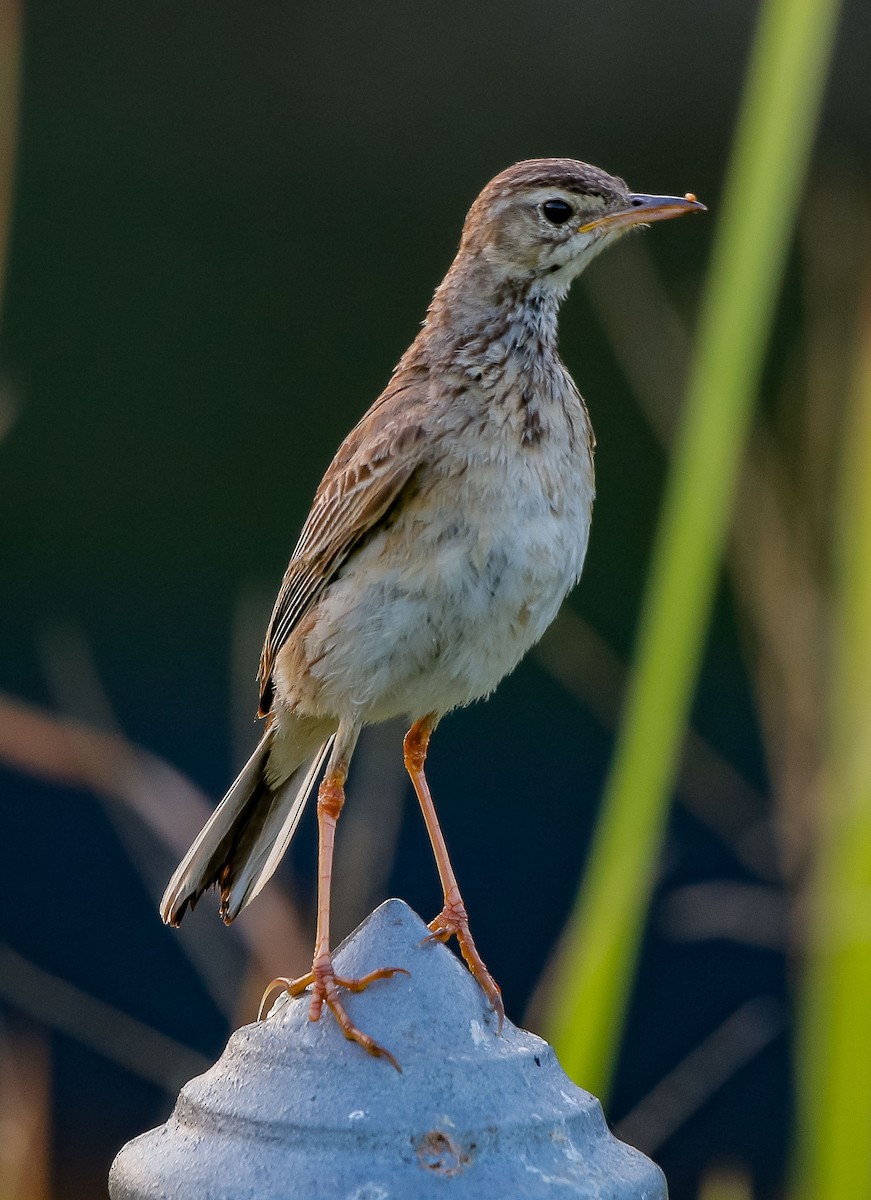 Paddyfield Pipit - Neoh Hor Kee