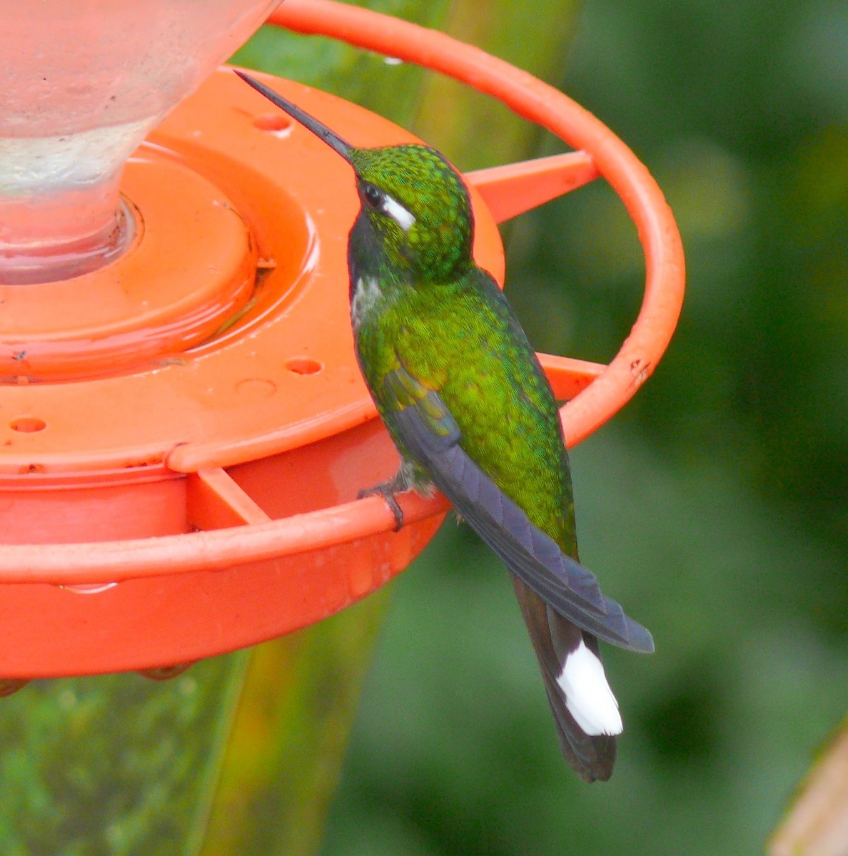 Purple-bibbed Whitetip - David Diller