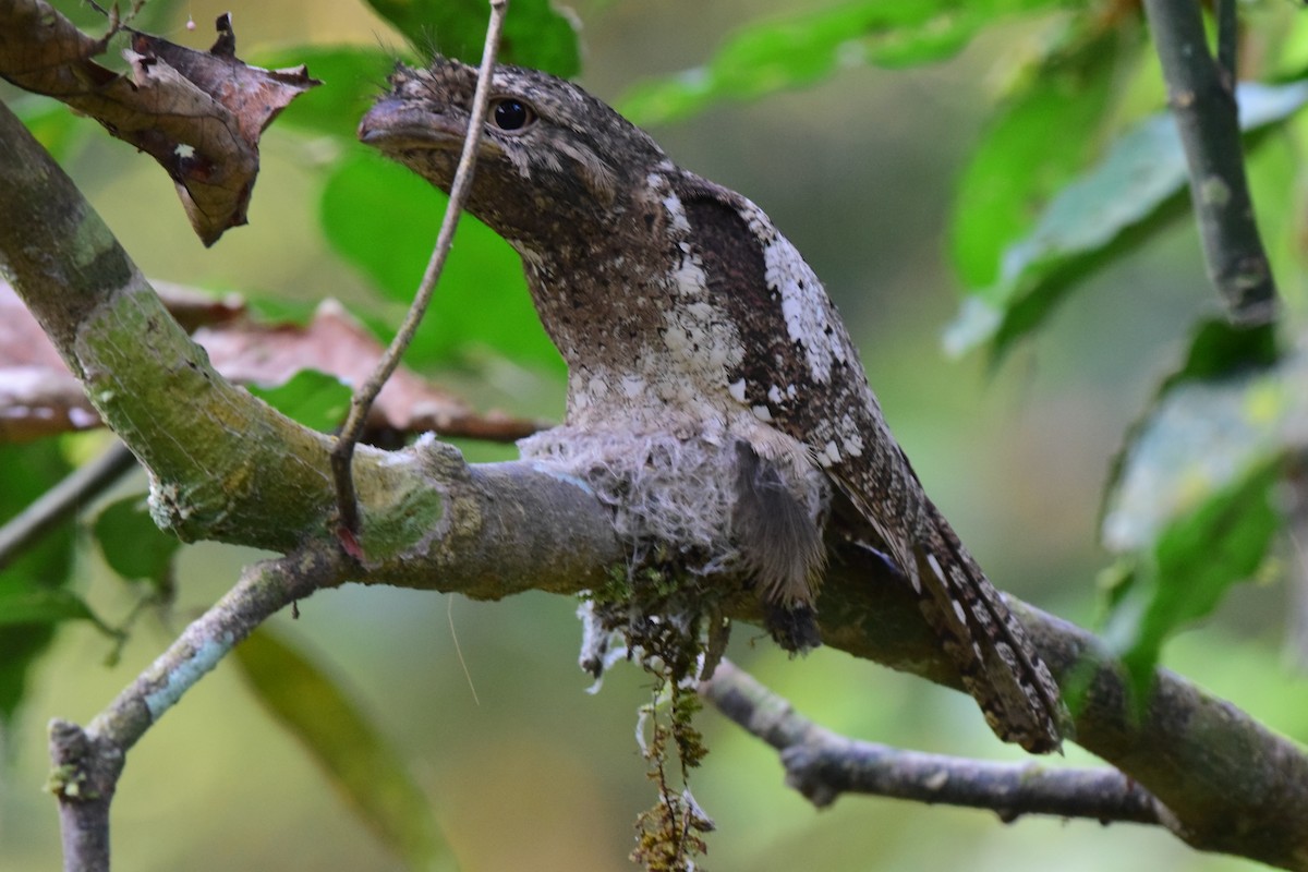 Sri Lanka Frogmouth - Karan Shukla