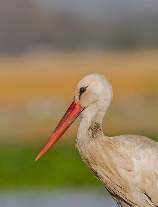 White Stork - ML615201563