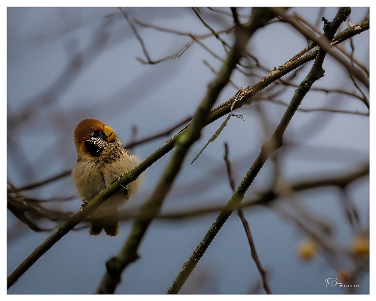 Spot-breasted Parrotbill - ML615201564