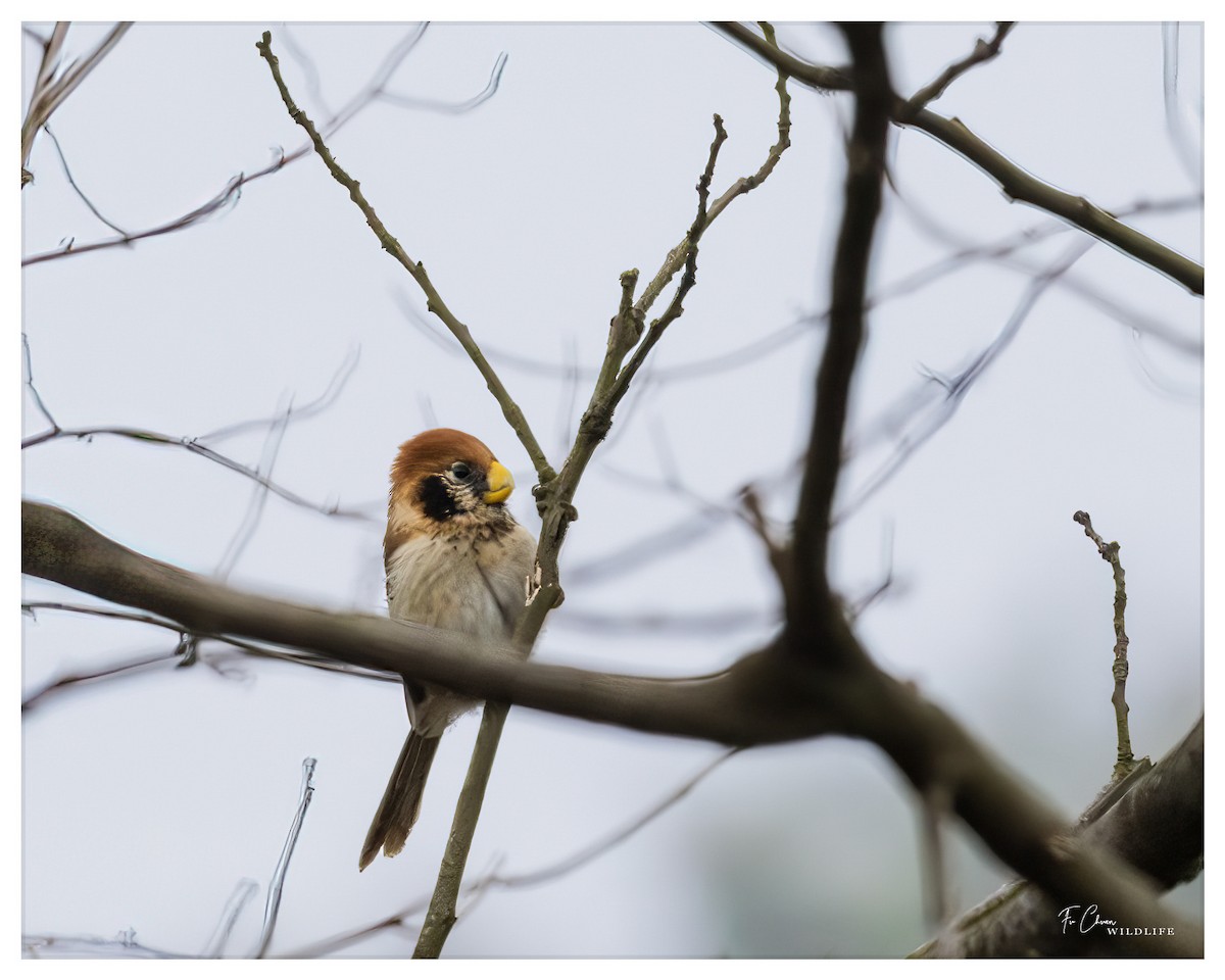 Spot-breasted Parrotbill - ML615201577