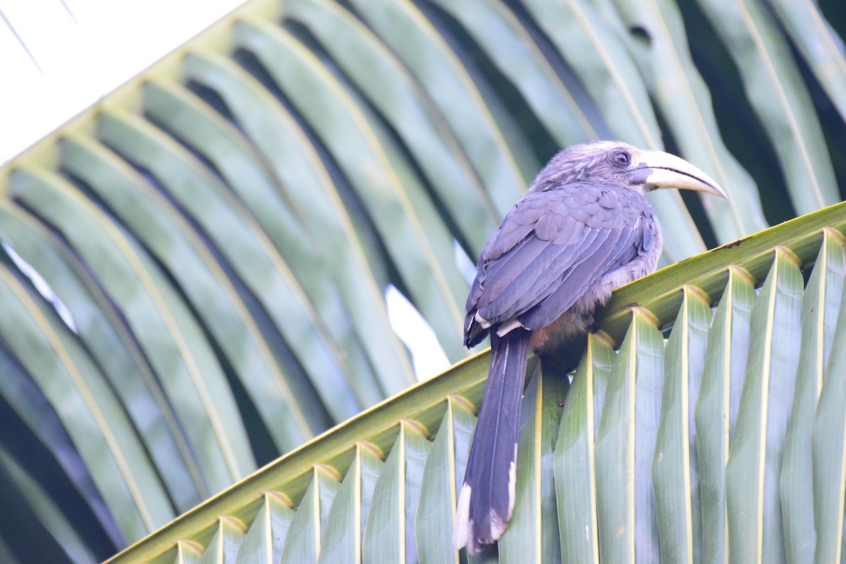 Malabar Gray Hornbill - Karan Shukla