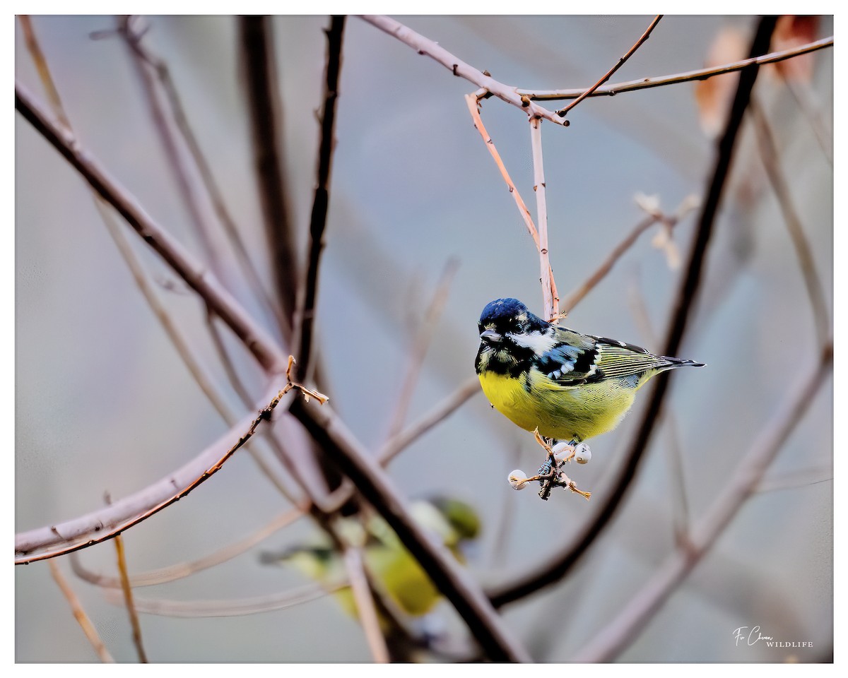 Yellow-bellied Tit - ML615201581