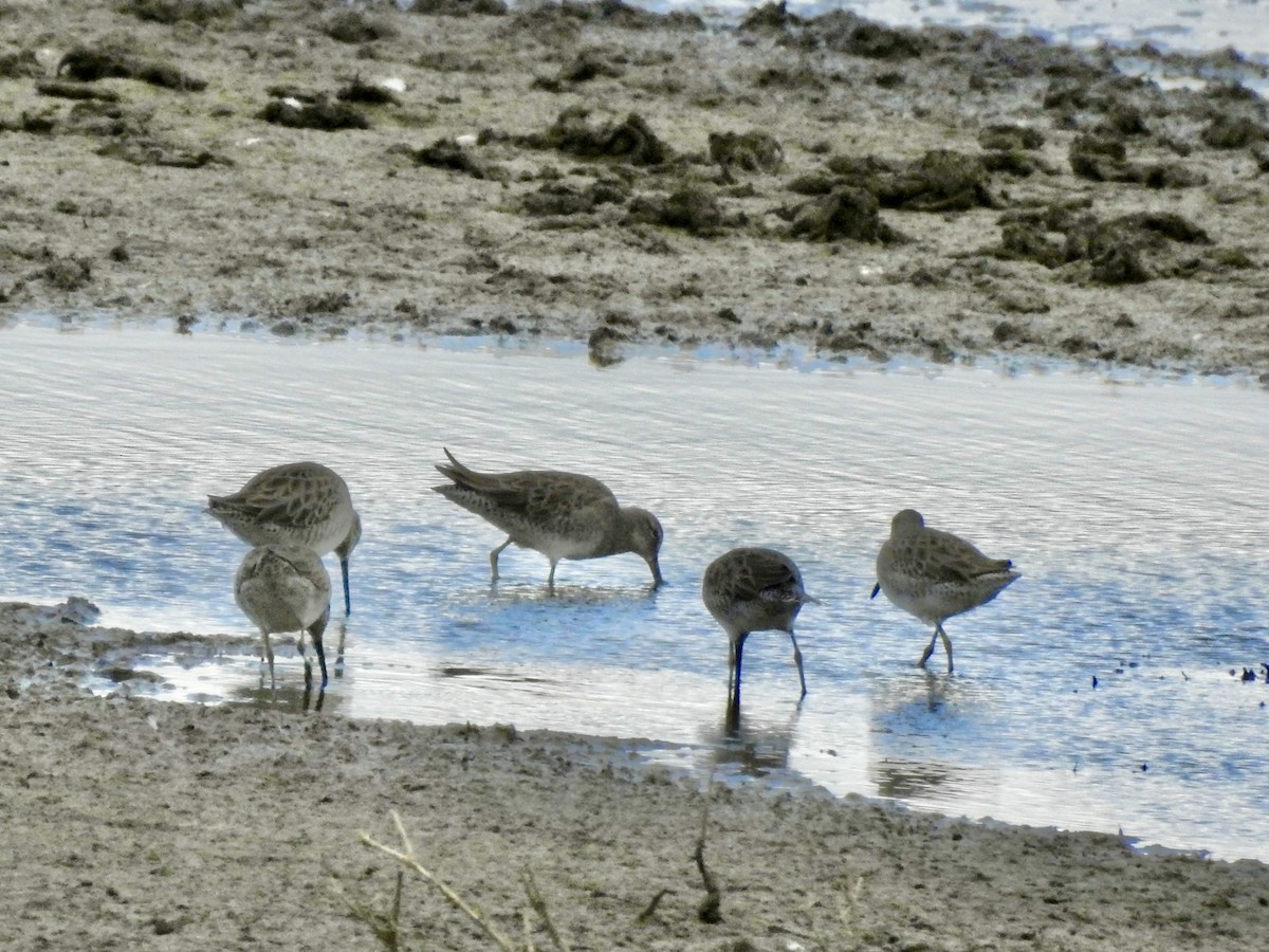 Long-billed Dowitcher - ML615201588