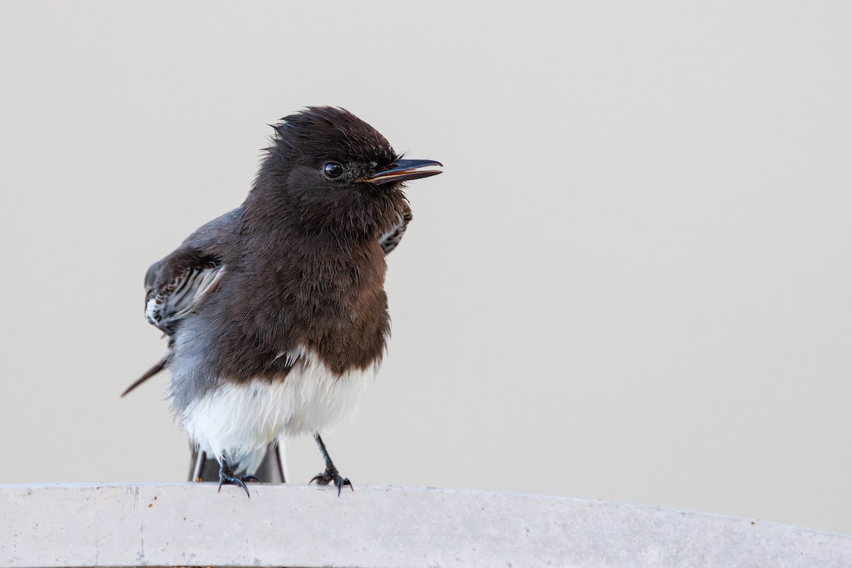 Black Phoebe - ML615201602