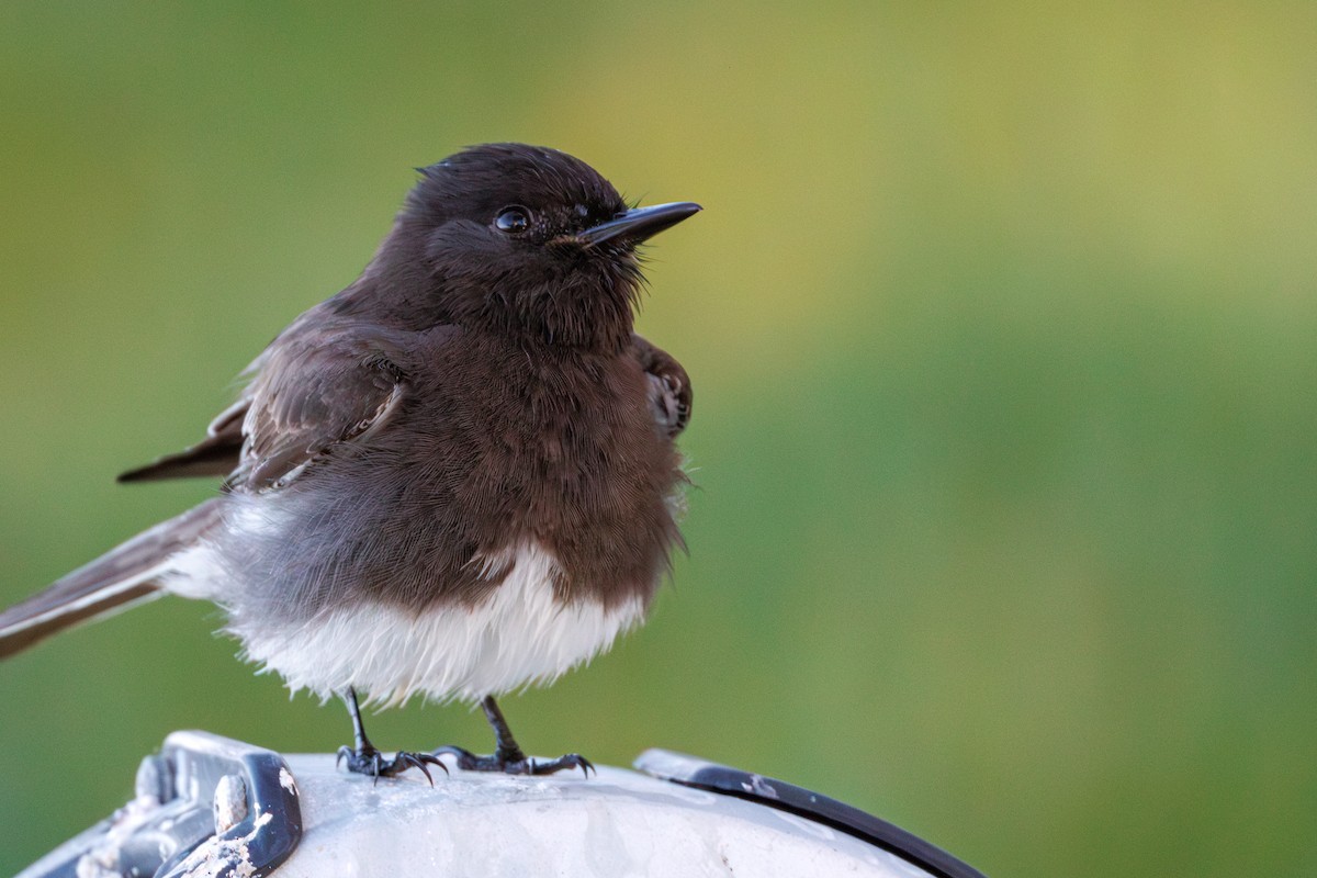 Black Phoebe - ML615201603