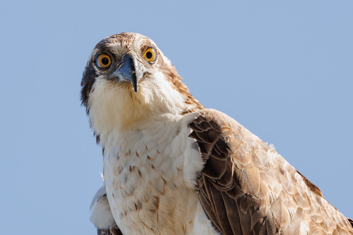 Águila Pescadora (carolinensis) - ML615201606