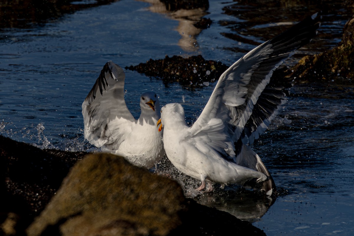 Goéland d'Audubon - ML615201613