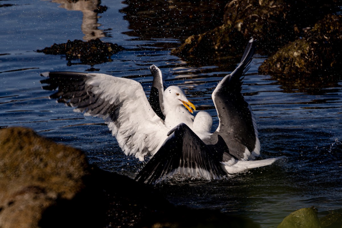 Western Gull - ML615201614