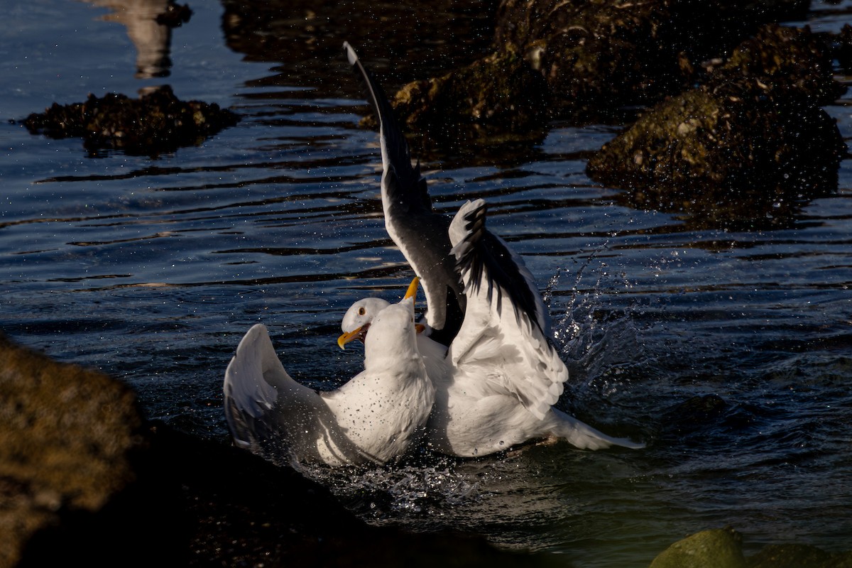 Western Gull - ML615201615