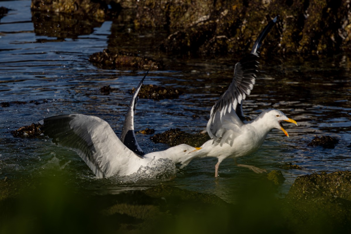 Western Gull - ML615201616