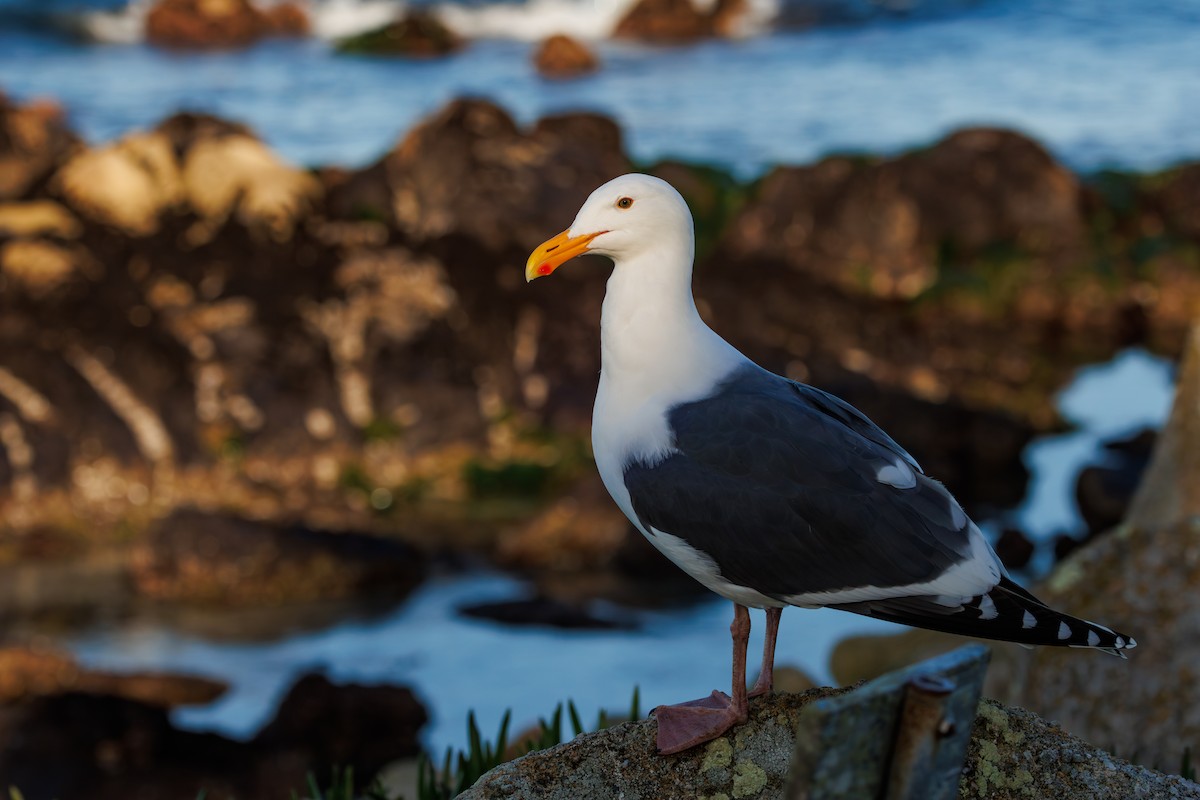 Gaviota Occidental - ML615201617