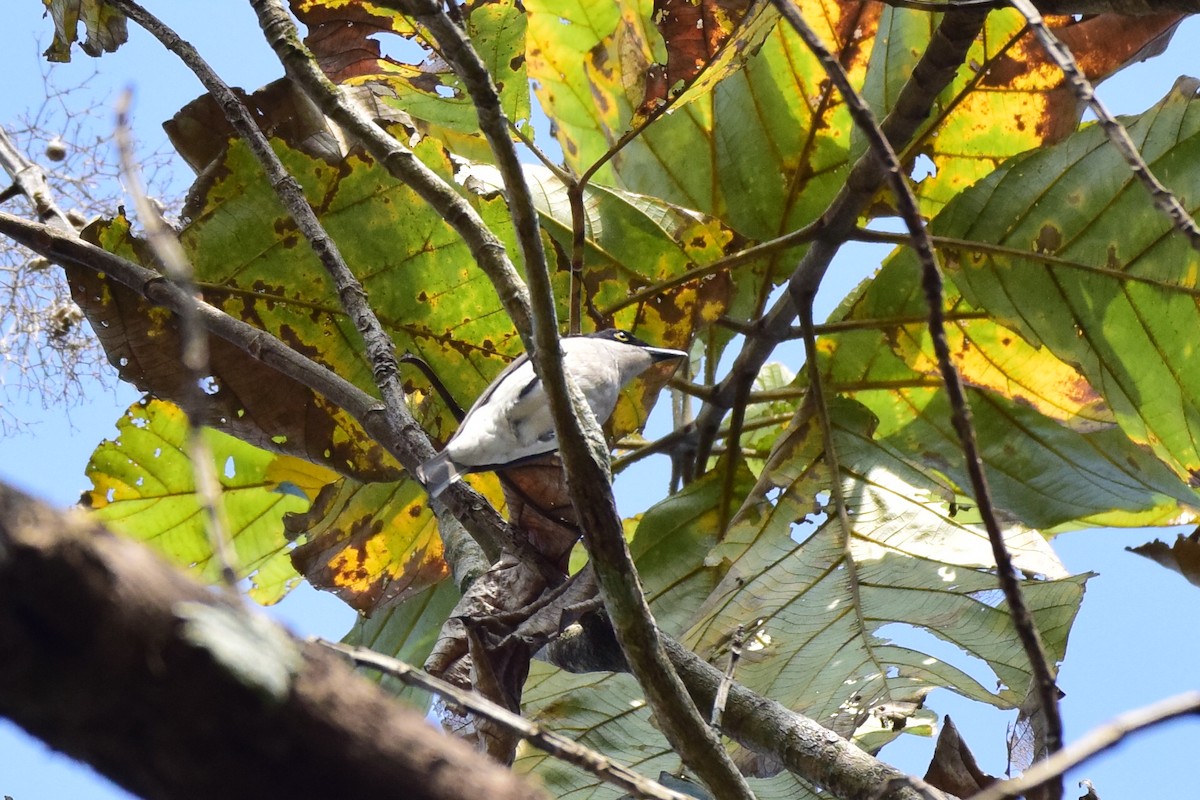 Malabar Woodshrike - Karan Shukla