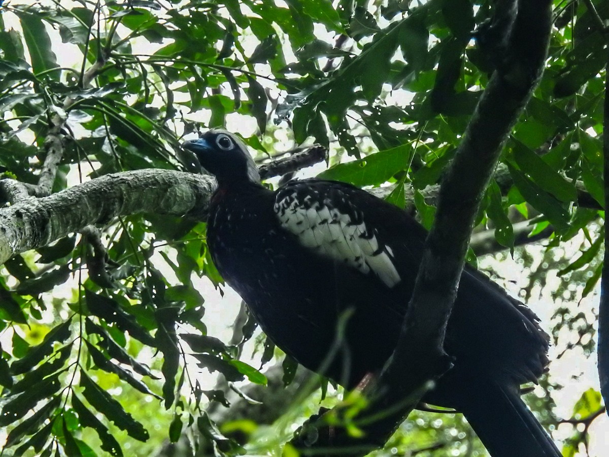 Black-fronted Piping-Guan - ML615201631