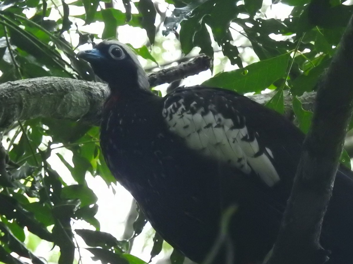 Black-fronted Piping-Guan - ML615201632