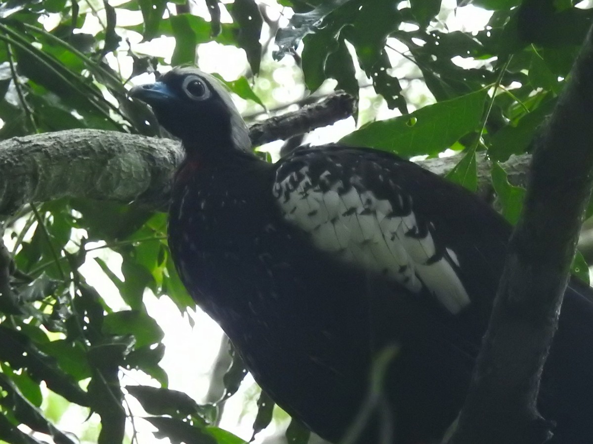 Pava Yacutinga - ML615201632