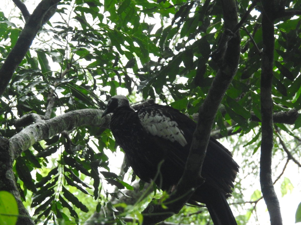 Black-fronted Piping-Guan - ML615201633