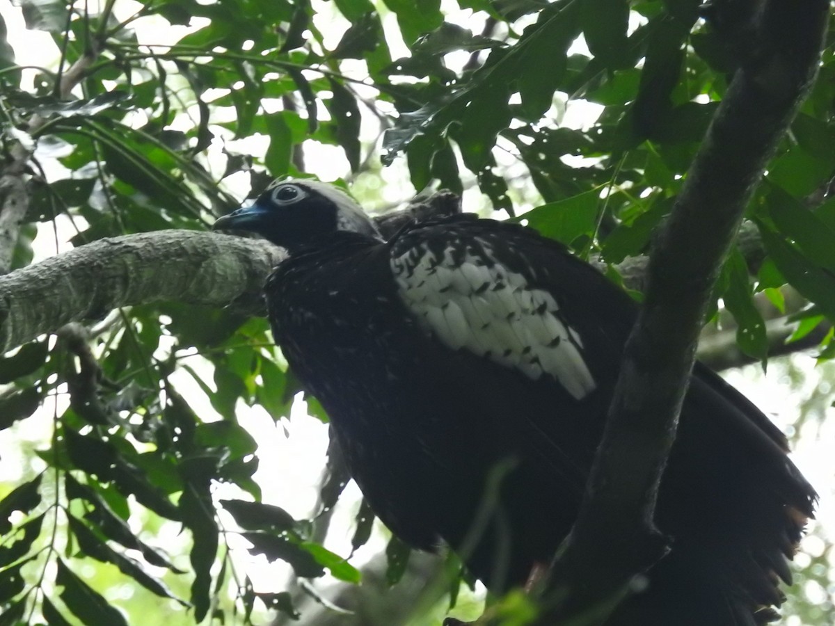 Black-fronted Piping-Guan - ML615201635
