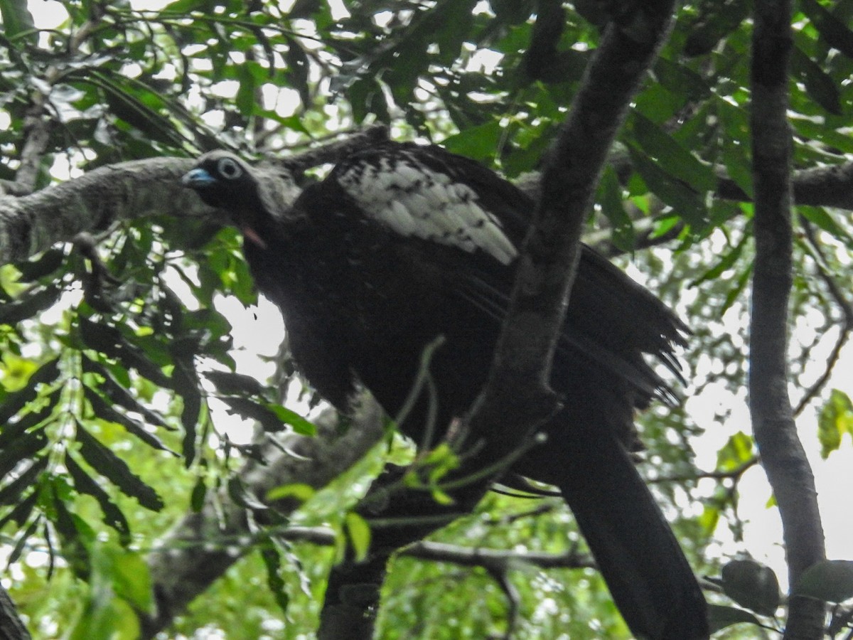 Black-fronted Piping-Guan - ML615201637