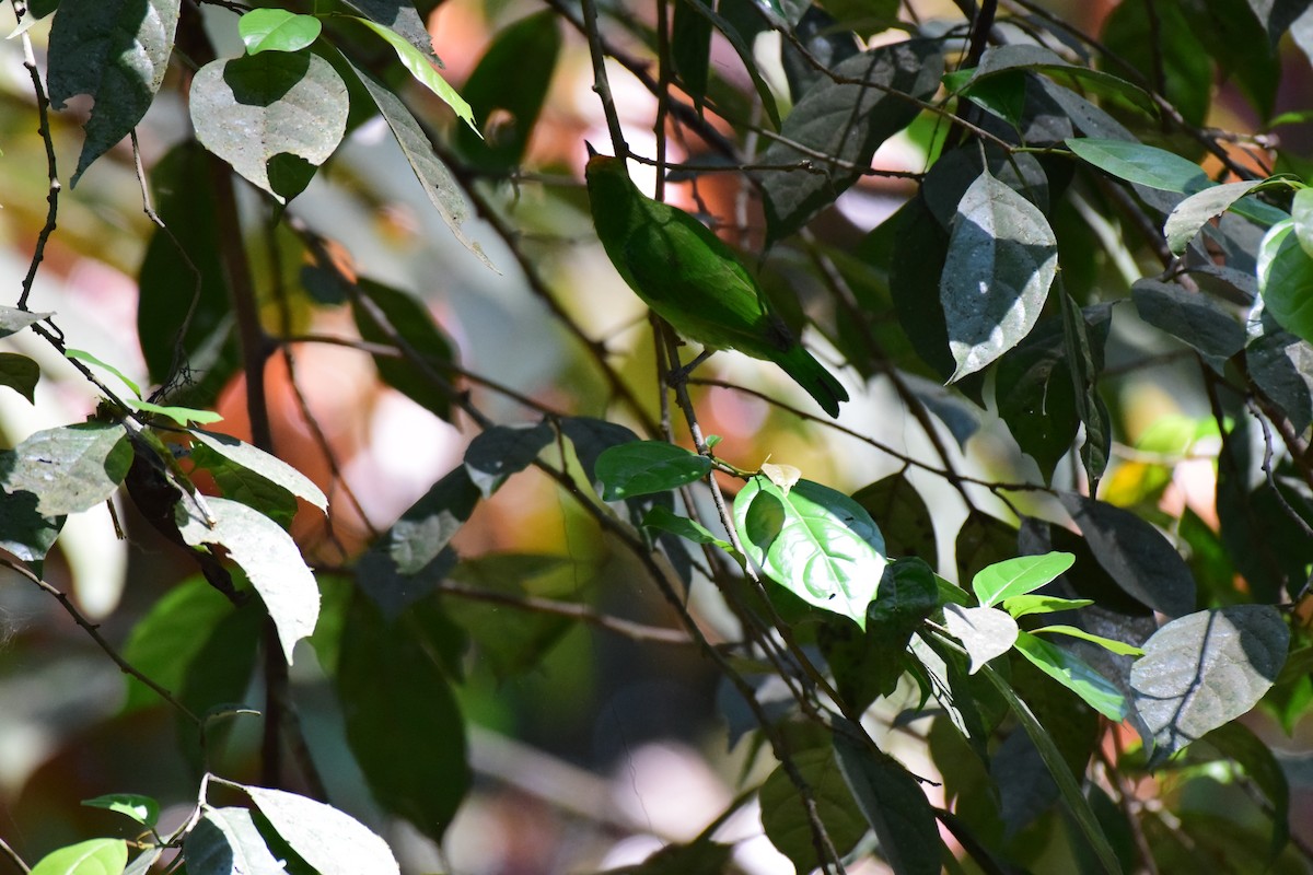 Golden-fronted Leafbird - Karan Shukla