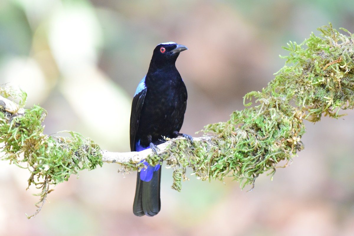 Asian Fairy-bluebird - ML615201665